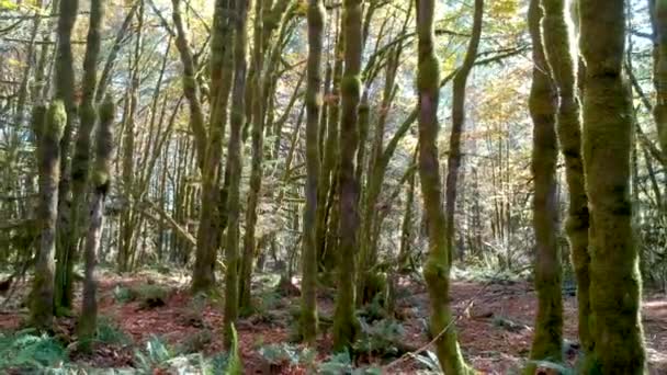Deštných Pralesů Canada — Stock video