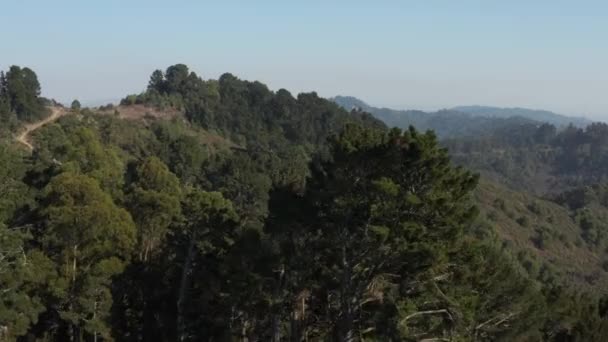 Rising Large Eucalyptus Trees Berkeley Hills Aerial Northern California — Vídeo de Stock