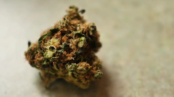 Primer Plano Del Brote Cannabis — Vídeos de Stock