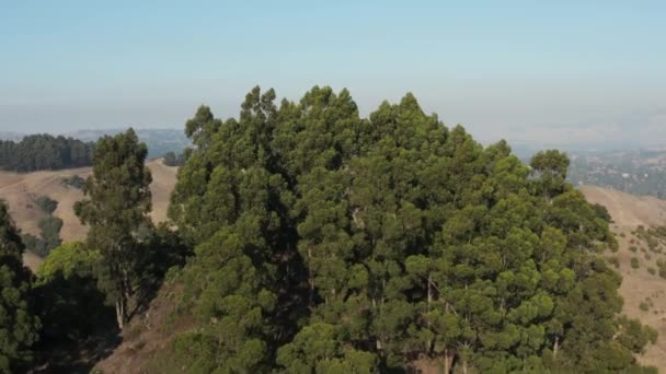 Rising Large Eucalyptus Trees Berkeley Hills Aerial Northern California — Vídeos de Stock