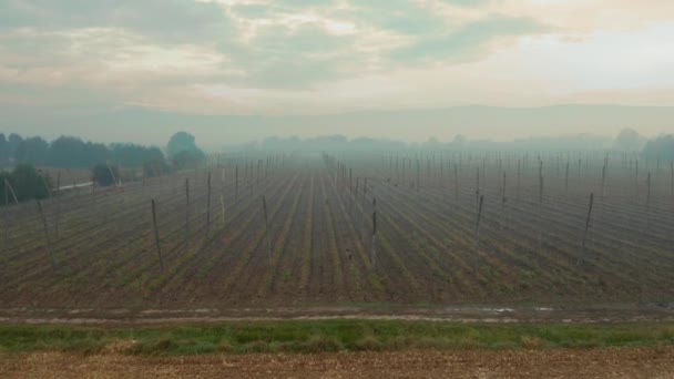 Field Hops Harvesting Misty Autumn Morning Central Europe Aerial View — Vídeo de Stock