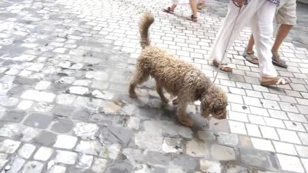 Cockapoo Dog Italy Ravenna — ストック動画