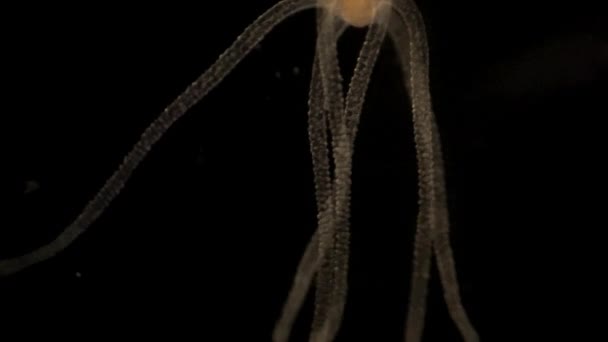 Microscopic Footage Hydra — Stockvideo