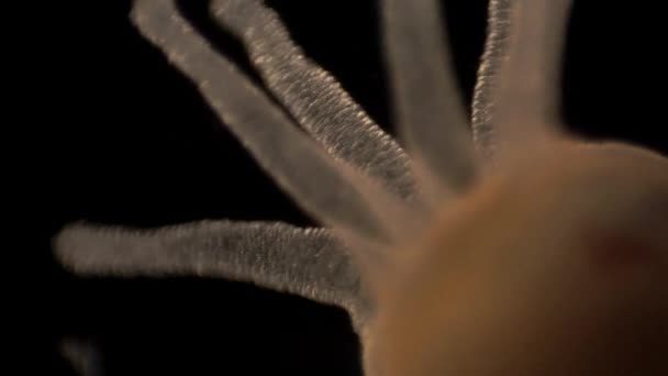 Microscopic Footage Hydra — 图库视频影像