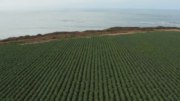 Aerial View Farm Coast High Way Northern California — Wideo stockowe