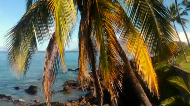 South Maui Coconut Tree West Maui Mountains Kalama Park Background — 비디오