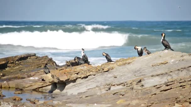 Strandvogels Van Oostelijke Kaap Die Zich Klaarmaken Als Een Meeuw — Stockvideo