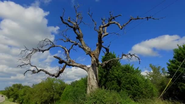 この不気味な古い木は 古い触手がすべての方向に達し あなたがそれを最も期待しないときにあなたをつかむかのように見えます まだ青い空に対して美しい古い枯れ木は 見るべき光景です — ストック動画