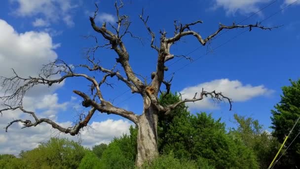 この不気味な古い木は 古い触手がすべての方向に達し あなたがそれを最も期待しないときにあなたをつかむかのように見えます まだ青い空に対して美しい古い枯れ木は 見るべき光景です — ストック動画