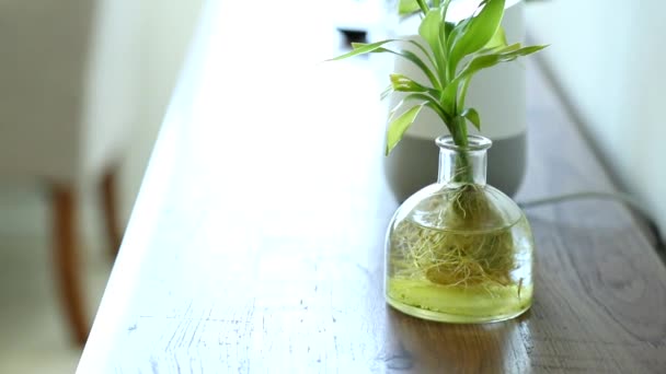 Green Accent Plant Glass Vase Wooden Table Modern Apartment Santa — Stock Video
