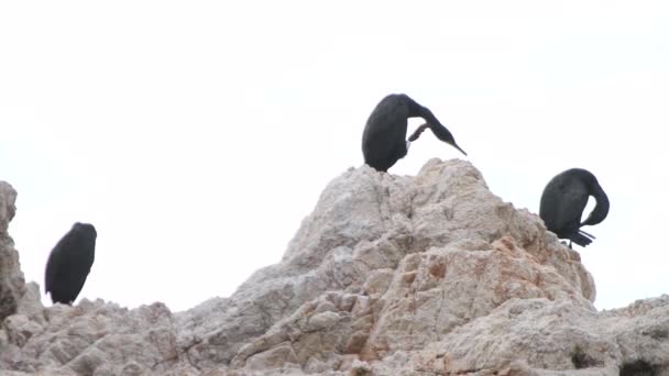 Μια Ομάδα Γλάρων Που Αναπαύεται Ένα Βράχο Στην Παραλία Είναι — Αρχείο Βίντεο