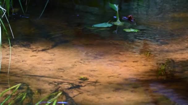 Colorful Male Demoiselle Dips Stunningly Beautiful Clear Creek — Vídeos de Stock
