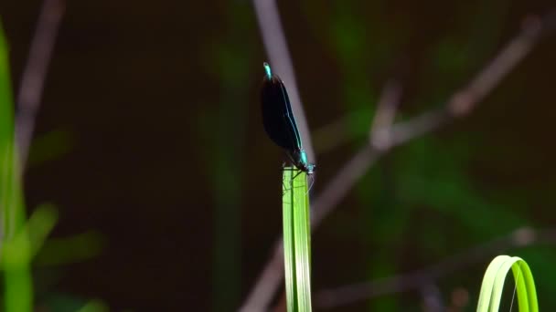 Stunning Male Demoiselle Chewing Small Insect His Mouth Flies Blade — Vídeo de Stock