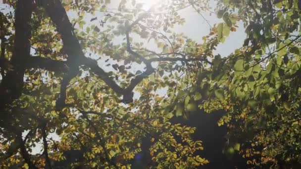 Slow Motion Shot Autumn Leaves Falling — Vídeo de Stock