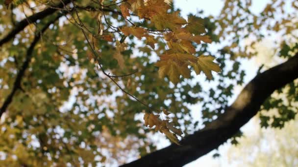 Slow Motion Shot Autumn Leaves Falling — Video