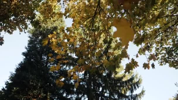 Slow Motion Shot Autumn Leaves Falling — Stok video