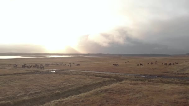 Aerial Cinematic Shot Icelandic Horses Grazing Field Sunrise — Vídeo de Stock