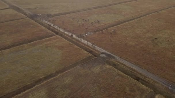 Aerial Cinematic Shot Icelandic Horses Grazing Field Sunrise — Stockvideo