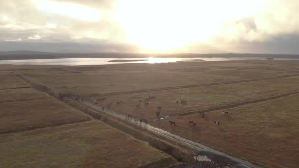 Aerial Cinematic Shot Icelandic Horses Grazing Field Sunrise — Stockvideo