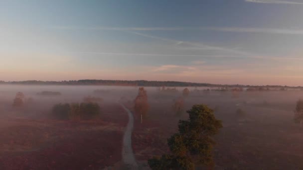 Aerial View Early Morning Misty Landscape Moorland Purple Heather Trees — Vídeo de stock