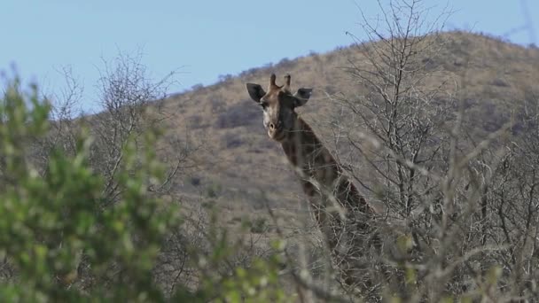 Giraffe Chewing Acacia Leaves — Vídeos de Stock
