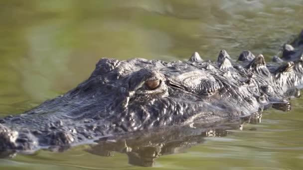 Alligator Close South Florida Everglades Swamp Slow Motion — Stockvideo