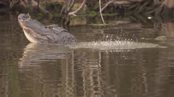 Gator Bellows Growls Slow Motion Water Dances Back South Florida — Stock Video