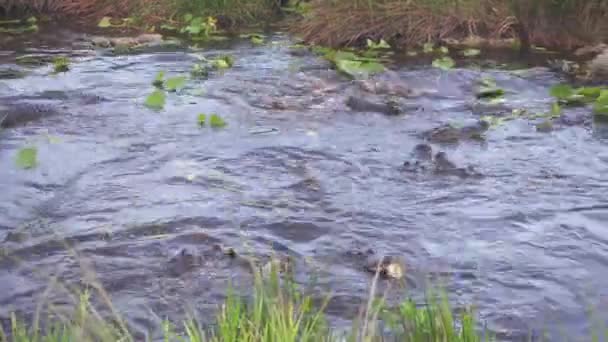 Jacarés Comendo Peixe Sul Flórida Everglades Resolução Com Panning Movimento — Vídeo de Stock