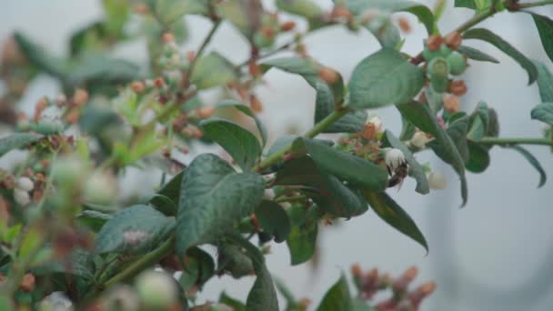 Bee Pollinating Blueberries Bush Slow Motion Focus Foreground — Vídeo de stock
