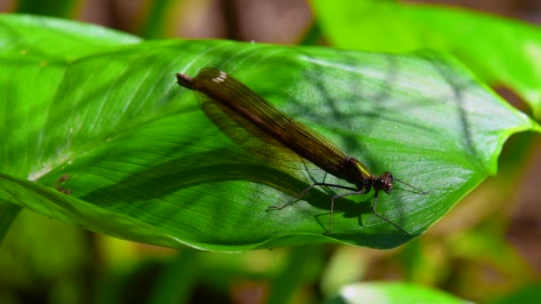 Stunning Female Demoiselle Resting Slowly Streching Her Abdomen Calla Plant — Video