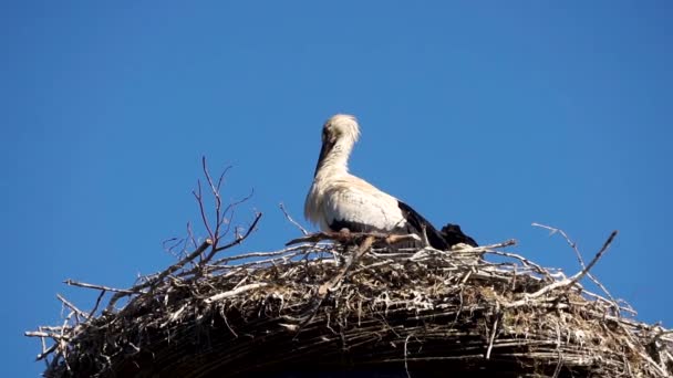 Storks Sitting Nest Cloudless Summer Day — Vídeos de Stock
