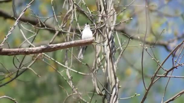 Tufted Titmouse Bird Perched Branch Forest Looks Quickly Wind Rustles — Vídeo de stock