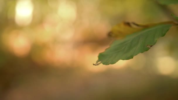 Autumn Leaf Wind Nature Background Shallow Depth Field Beautiful Bokeh — Wideo stockowe