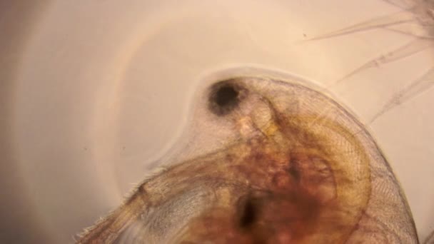 Internal Anatomy Water Flea Daphnia Microscopic Features Eye Beating Heart — Stock Video