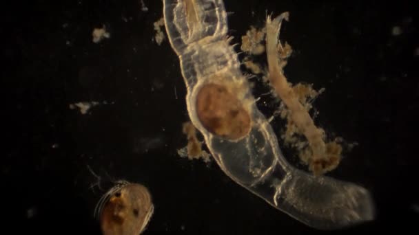 Microscopic Ostracod Arthropod Ostracod Digestive Tract — Vídeos de Stock