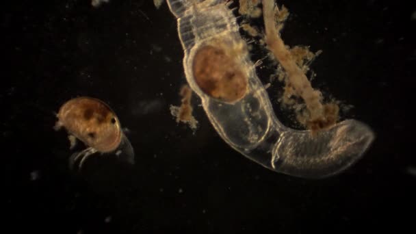 Microscopic Ostracod Arthropod Ostracod Digestive Tract — Wideo stockowe