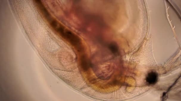 Internal Anatomy Water Flea Daphnia Microscopic Features Eye Beating Heart — 图库视频影像