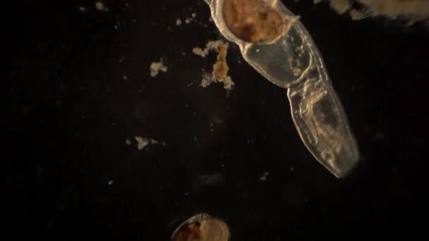 Microscopic Ostracod Arthropod Ostracod Digestive Tract — Stockvideo