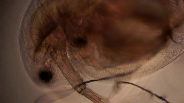 Internal Anatomy Water Flea Daphnia Microscopic Features Eye Beating Heart — Stock video