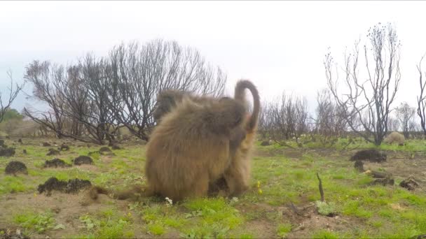 Two Chacma Baboons Papio Ursinus Grooming South African Bush — Wideo stockowe