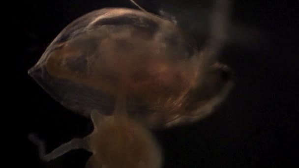 Microscopic Daphnia Caught Hydra Tentacles — стокове відео