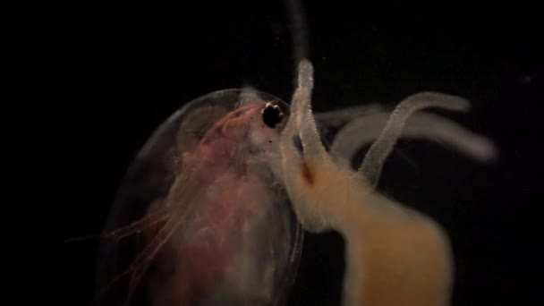 Microscopic Daphnia Caught Hydra Tentacles — 图库视频影像