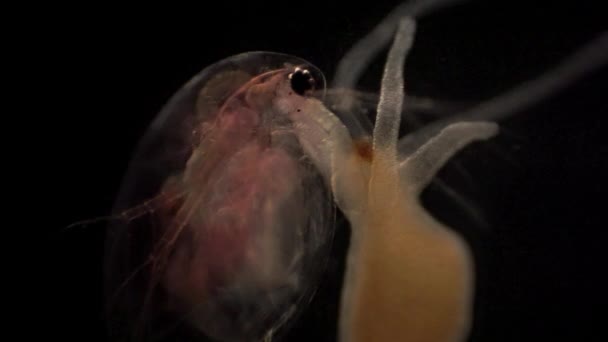 Microscopic Daphnia Caught Hydra Tentacles — Vídeos de Stock