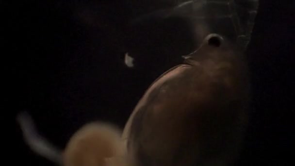 Microscopic Daphnia Caught Hydra Tentacles — Video Stock