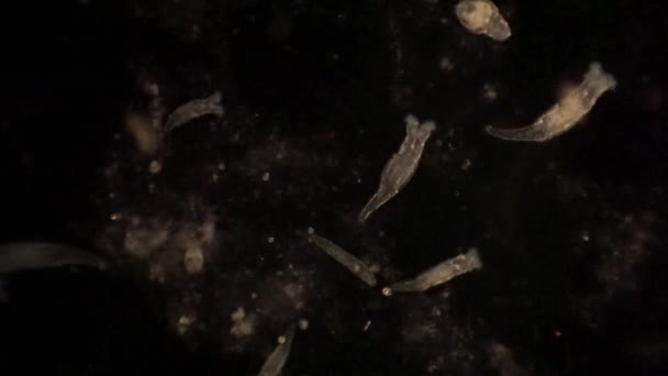 Microscopic Rotifera Filter Food Out Surrounding Water Cilia — Stockvideo