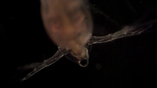 Internal Anatomy Microscopic Daphnia — Stock Video