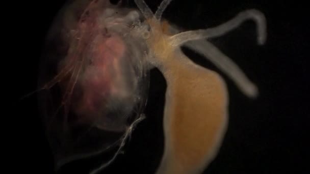 Microscopic Daphnia Caught Hydra Tentacles — Vídeo de Stock