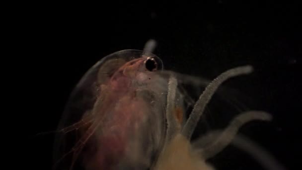 Microscopic Daphnia Caught Hydra Tentacles — Video Stock