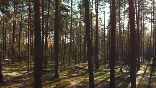 Rückwärts Bewegen Einem Schönen Grünen Wald Voller Kiefern Und Moos — Stockvideo