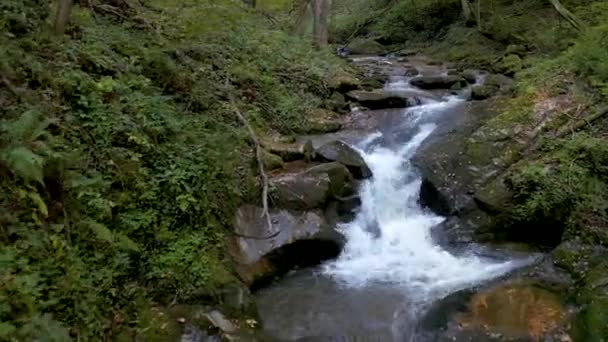 Limpid Creeks Course Green Forest Bistriski Vintgar Slovenia Aerial View — Video